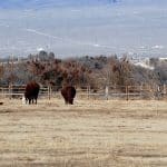 Rural Pahrump Valley
