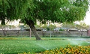 The Willows Summerlin Homes for Sale