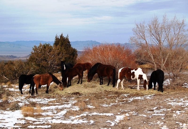 Cold Creek Nevada Land Sale / RE/MAX List For 1