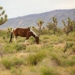 Nevada Land for Sale