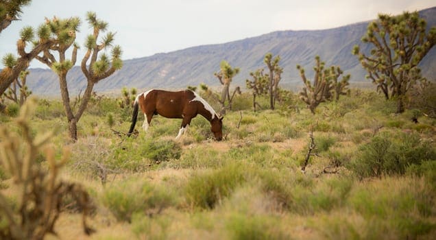 Nevada Land for Sale