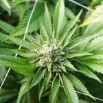 weed neighborhood