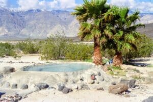Saline Valley Palm Spring 