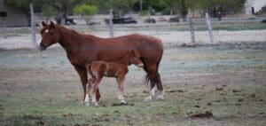 Horse Farms for Sale