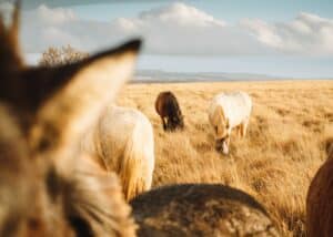 Horse Ranches for Sale