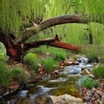 Las Vegas Red Rock Canyon Conservation Area